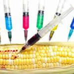 genetically-modified-organisms-food-market-400x225-1