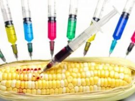 genetically-modified-organisms-food-market-400x225-1