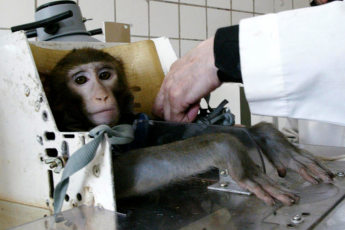 Russian Scientists Test Health Effects Of Life In Space On Monkeys